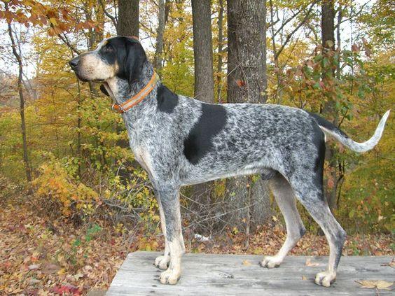 英国十大本土特有犬种狗狗2025年排行榜前十名榜单出炉