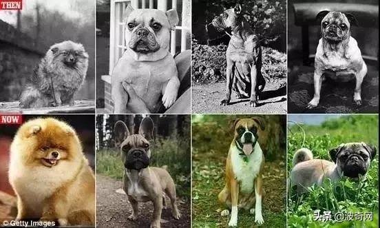 英国十大本土特有犬种狗狗2025年排行榜前十名榜单出炉