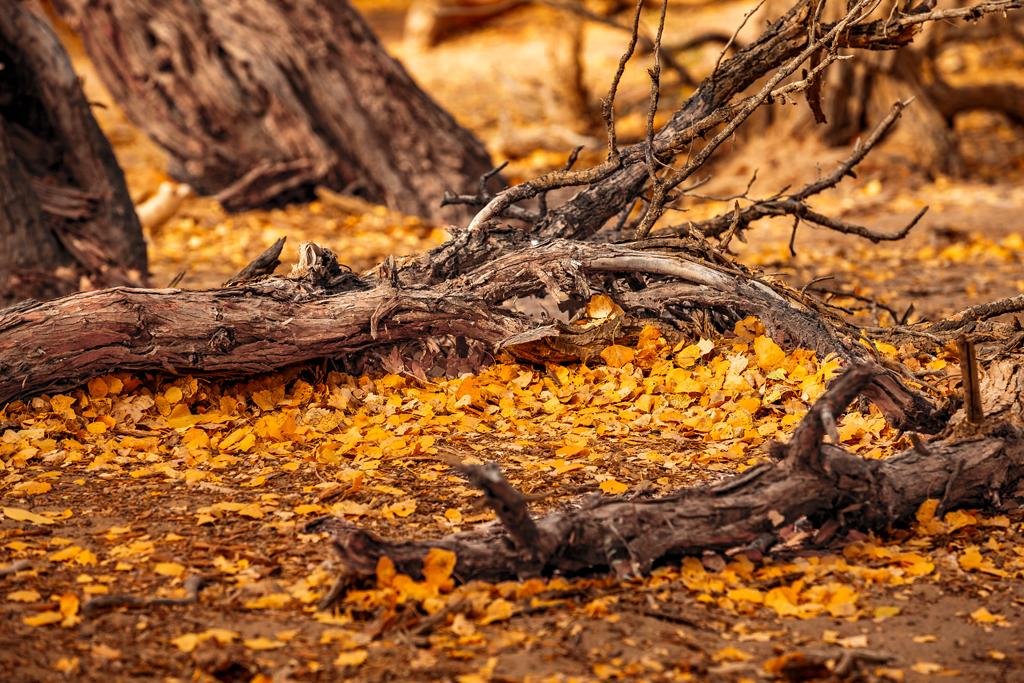 吉林国庆旅游必去的地方2025年排行榜前十名榜单出炉