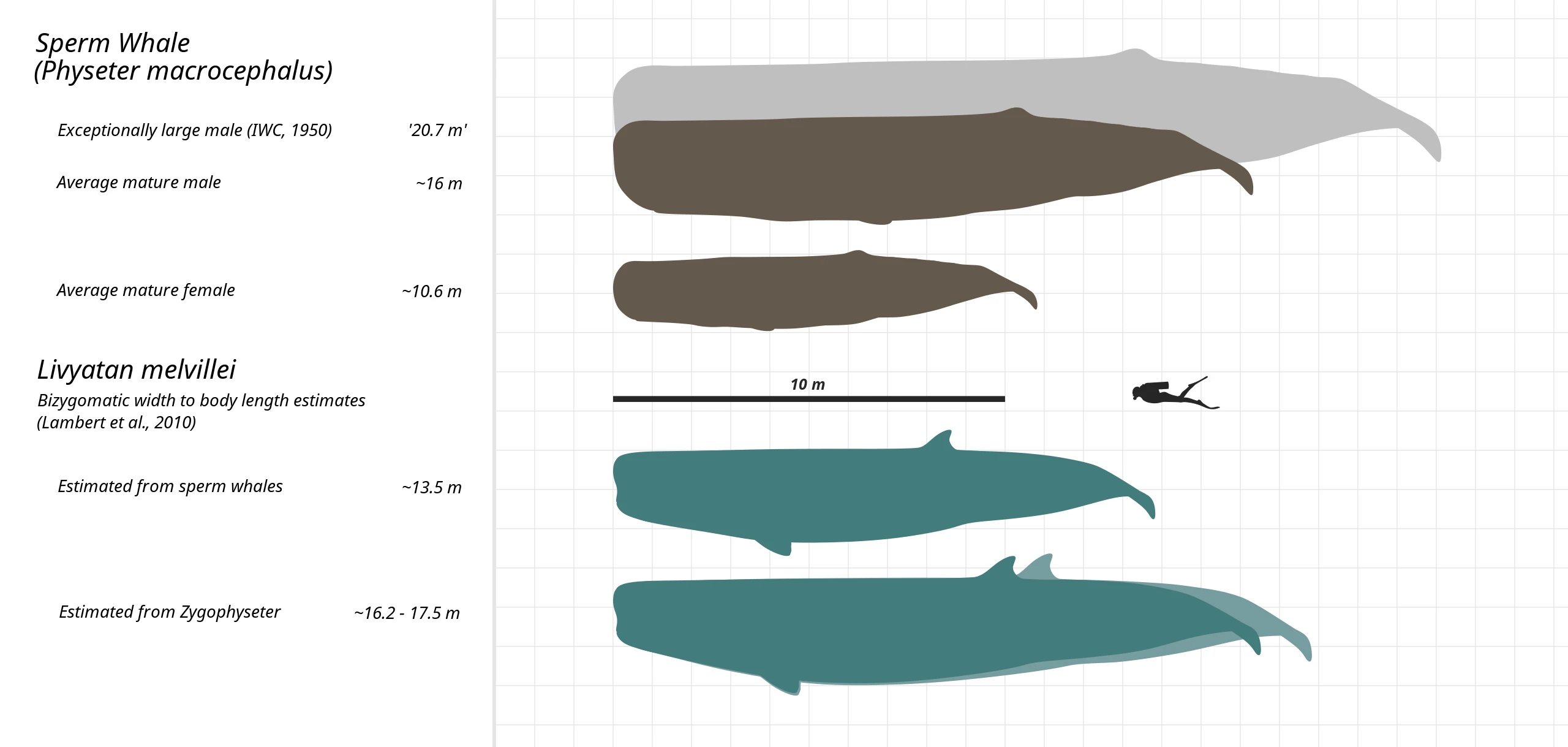 海洋十大食肉动物2025年排行榜前十名榜单出炉 海洋十大食肉动物2025年排行榜前十名榜单出炉
