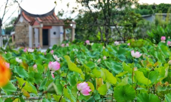 厦门十大赏荷花好去处2025年排行榜前十名榜单出炉