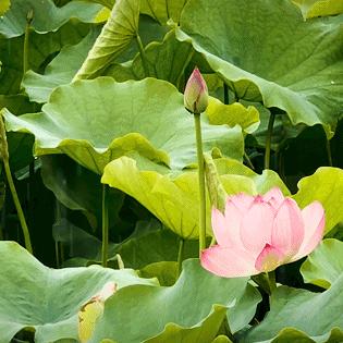 漳州十大赏荷花好去处2025年排行榜前十名榜单出炉 漳州十大赏荷花好去处2025年排行榜前十名榜单出炉