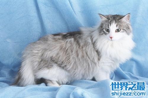 世界十大最长寿的宠物猫2025年排行榜前十名榜单出炉