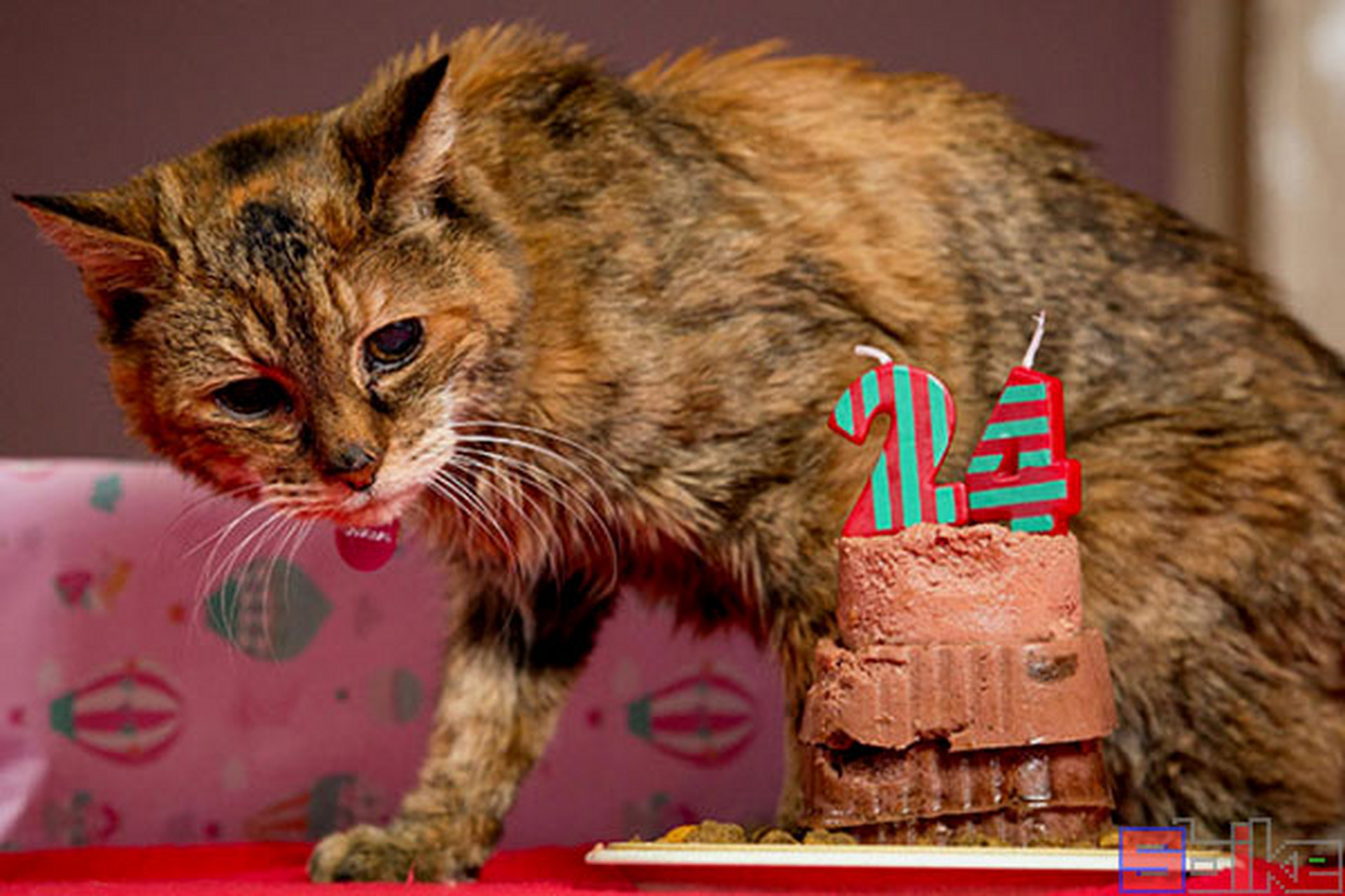 世界十大最长寿的宠物猫2025年排行榜前十名榜单出炉