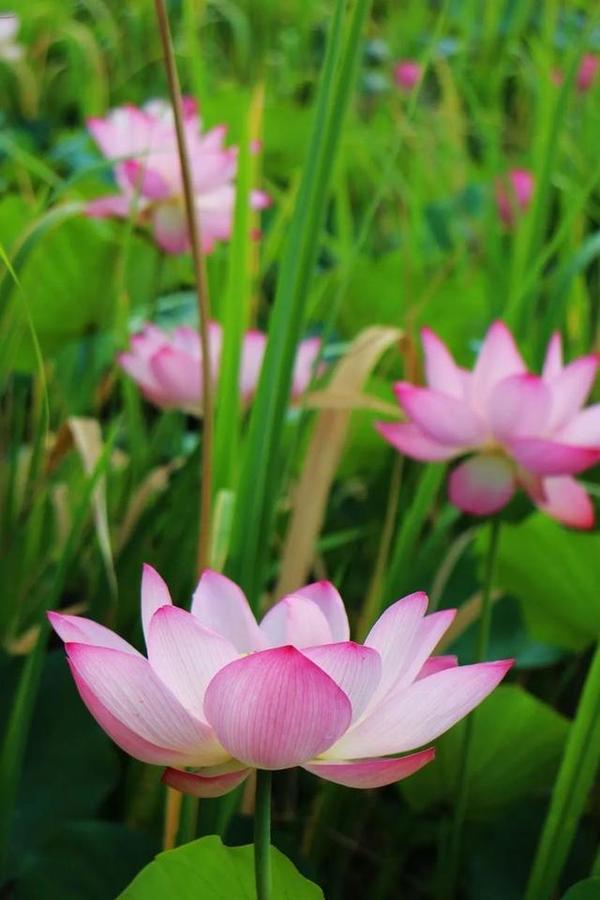 洛阳九大赏荷花好去处2025年排行榜前十名榜单出炉 洛阳九大赏荷花好去处2025年排行榜前十名榜单出炉