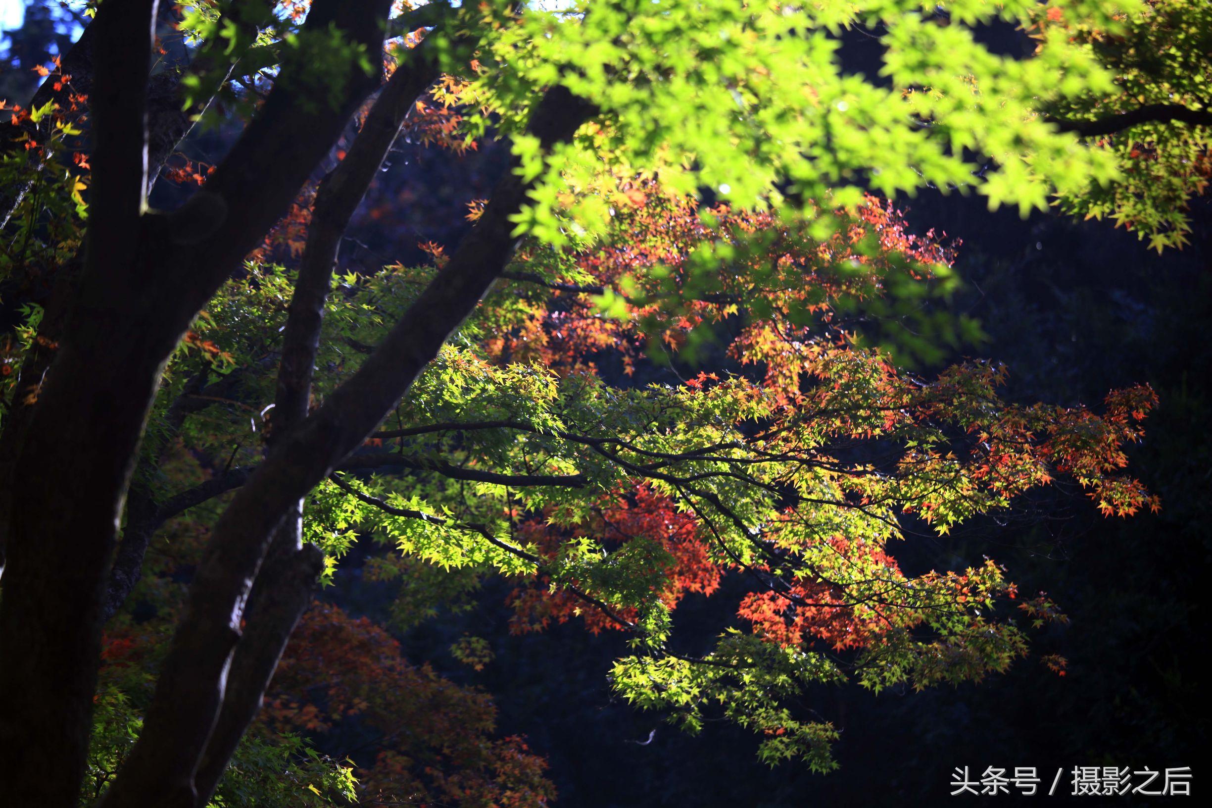 南昌十大银杏观赏地2025年排行榜前十名榜单出炉