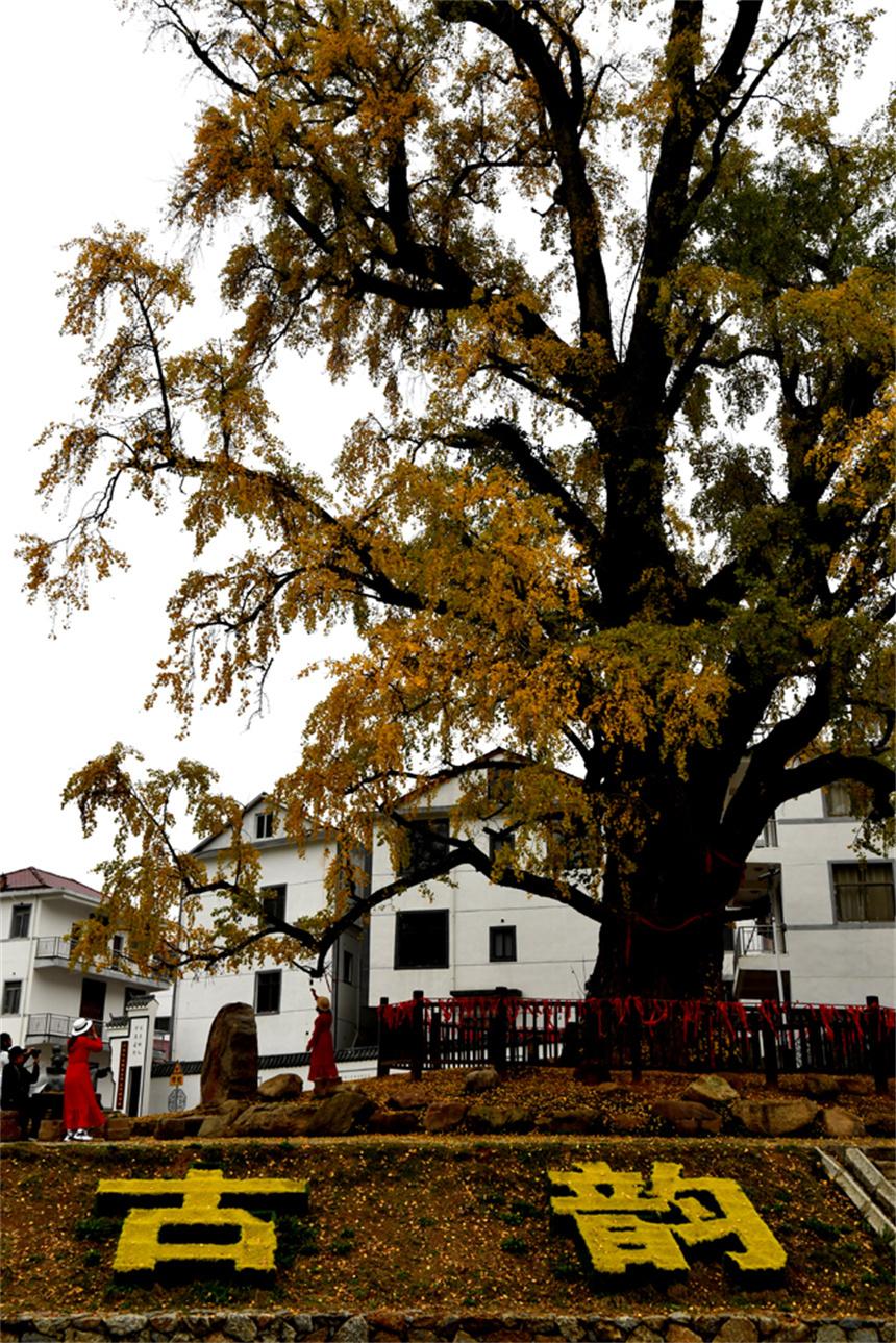 南昌十大银杏观赏地2025年排行榜前十名榜单出炉