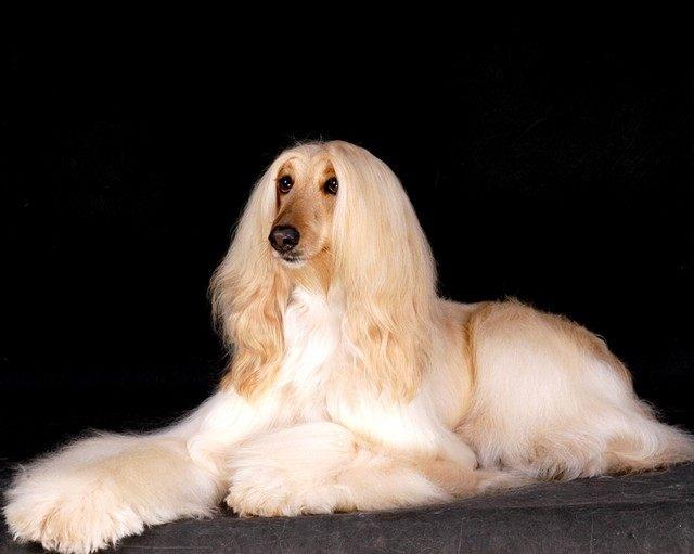 世界上最笨的十种狗2025年排行榜前十名榜单出炉