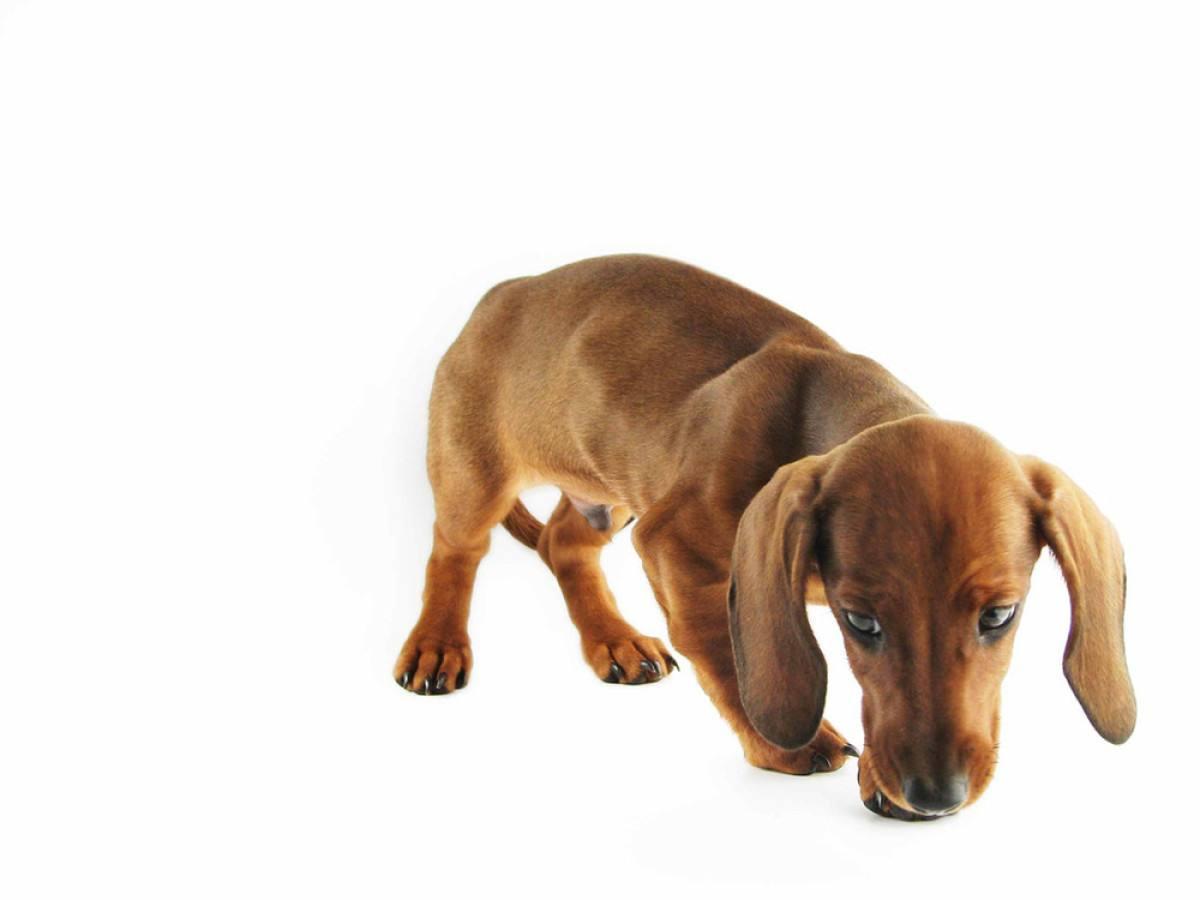 世界上最笨的十种狗2025年排行榜前十名榜单出炉