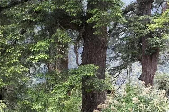 樟树十大最美景点2025年排行榜前十名榜单出炉