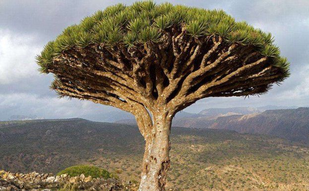 世界十大经济树木2025年排行榜前十名榜单出炉