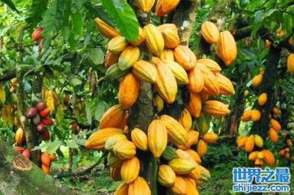 世界十大经济树木2025年排行榜前十名榜单出炉