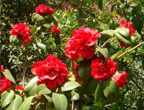 十大好看的茶花品种2025年排行榜前十名榜单出炉