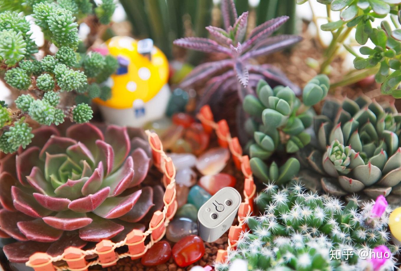 世界十大名贵多肉植物2025年排行榜前十名榜单出炉