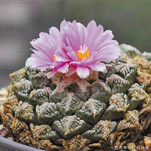 世界十大名贵多肉植物2025年排行榜前十名榜单出炉