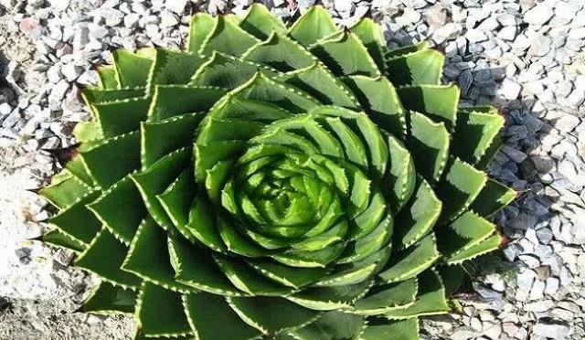 世界十大名贵多肉植物2025年排行榜前十名榜单出炉