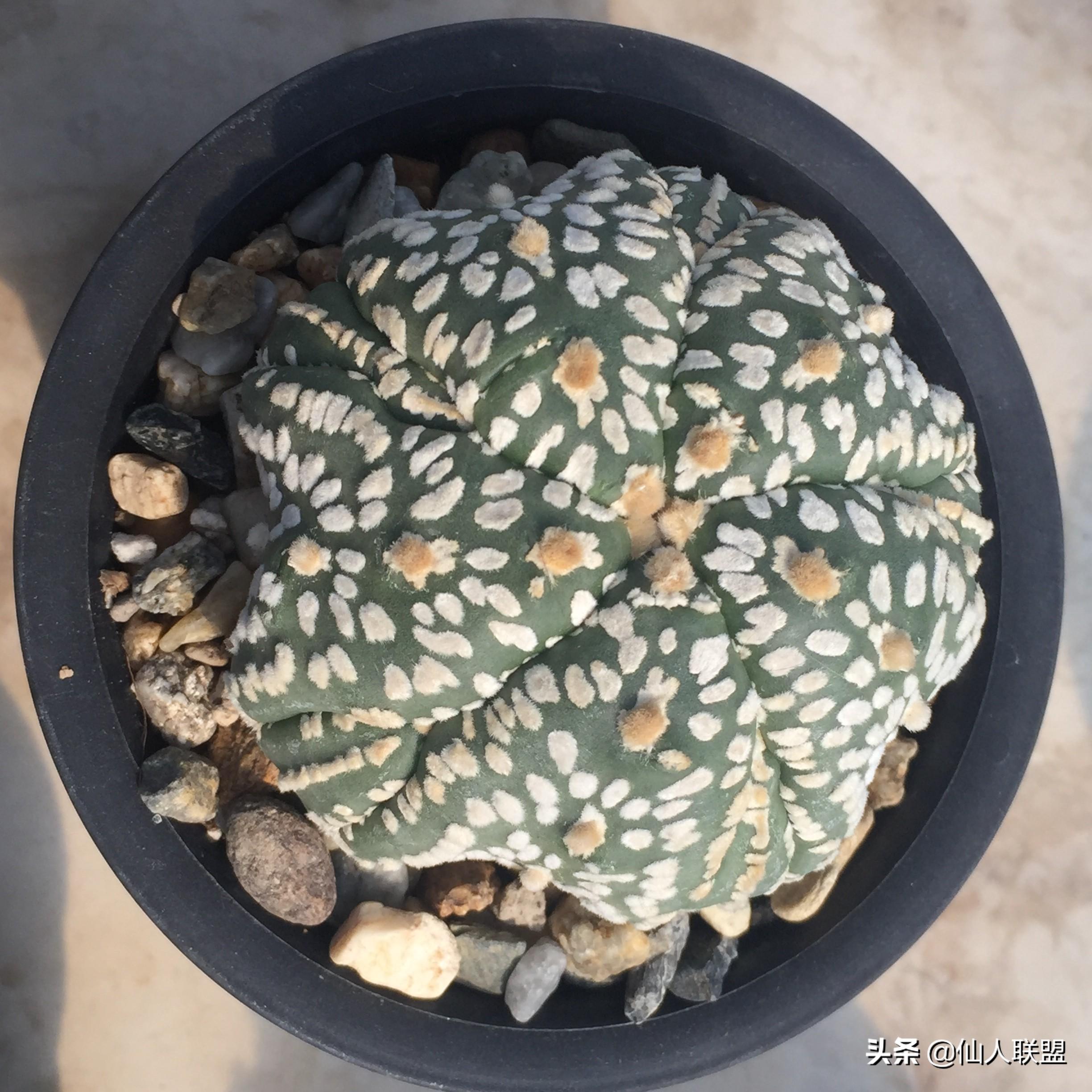 十大最可爱的海星品种2025年排行榜前十名榜单出炉 十大最可爱的海星品种2025年排行榜前十名榜单出炉