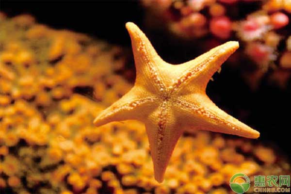 十大最可爱的海星品种2025年排行榜前十名榜单出炉