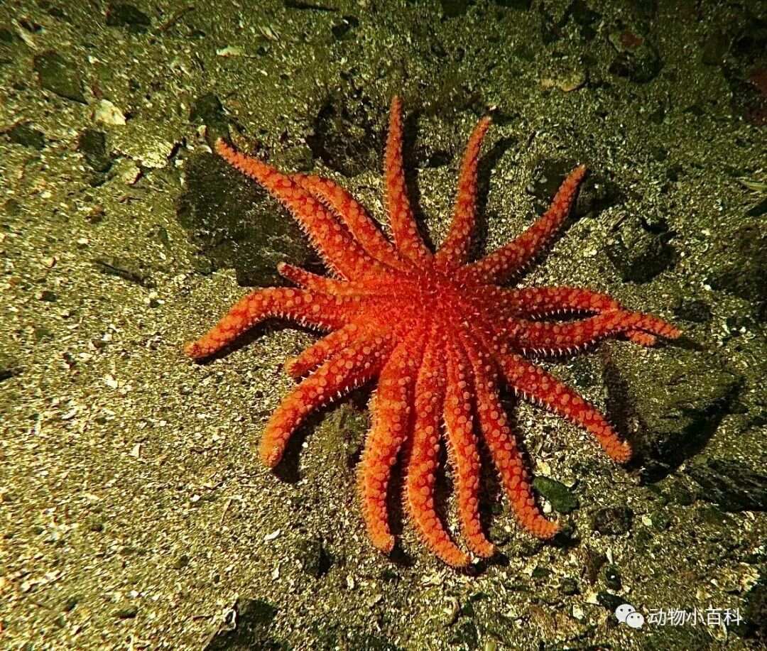 十大最可爱的海星品种2025年排行榜前十名榜单出炉 十大最可爱的海星品种2025年排行榜前十名榜单出炉