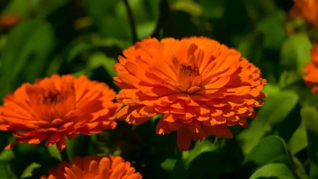 丽江十大赏花胜地2025年排行榜前十名榜单出炉