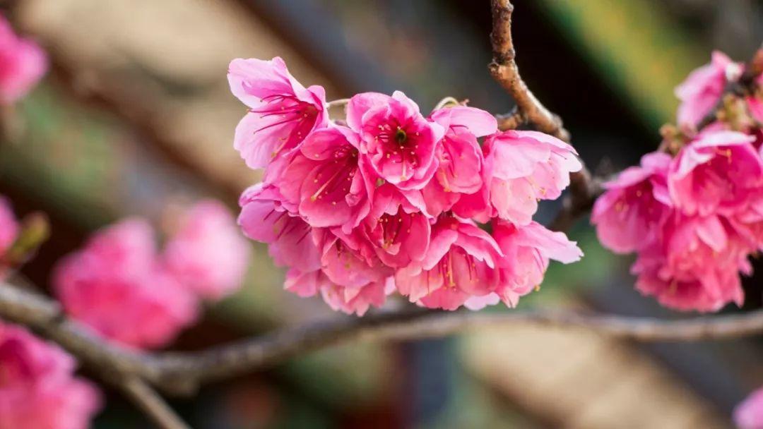 丽江十大赏花胜地2025年排行榜前十名榜单出炉 丽江十大赏花胜地2025年排行榜前十名榜单出炉