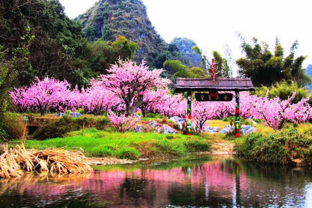 桂林十大赏花胜地2025年排行榜前十名榜单出炉
