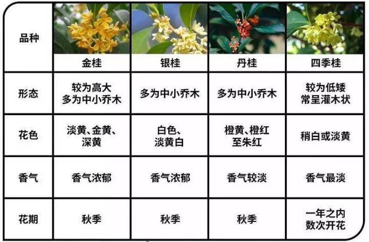 桂花十大品种2025年排行榜前十名榜单出炉