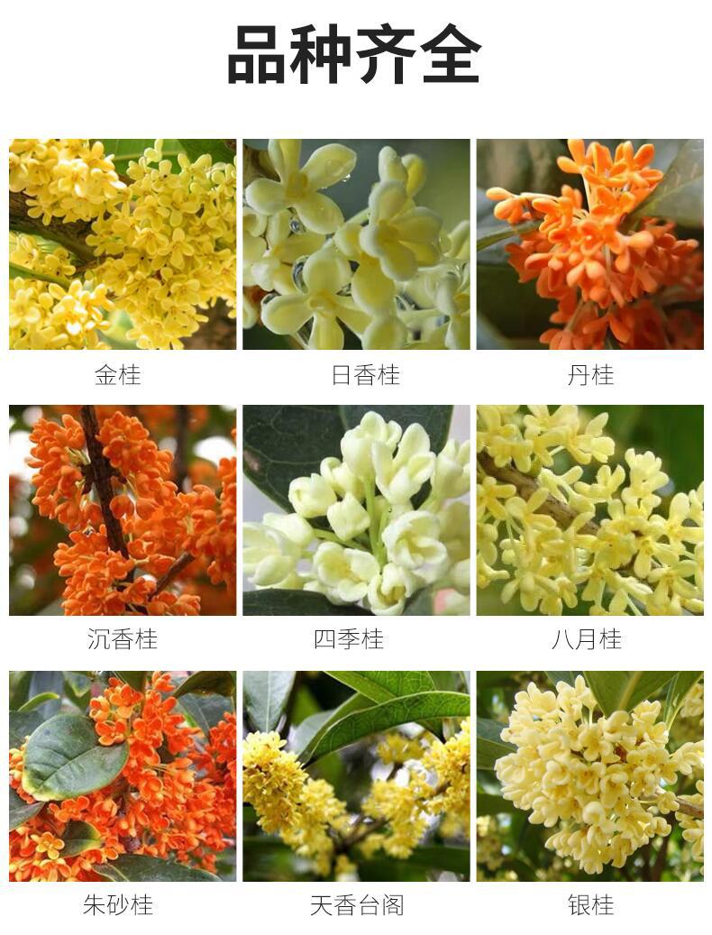 桂花十大品种2025年排行榜前十名榜单出炉 桂花十大品种2025年排行榜前十名榜单出炉