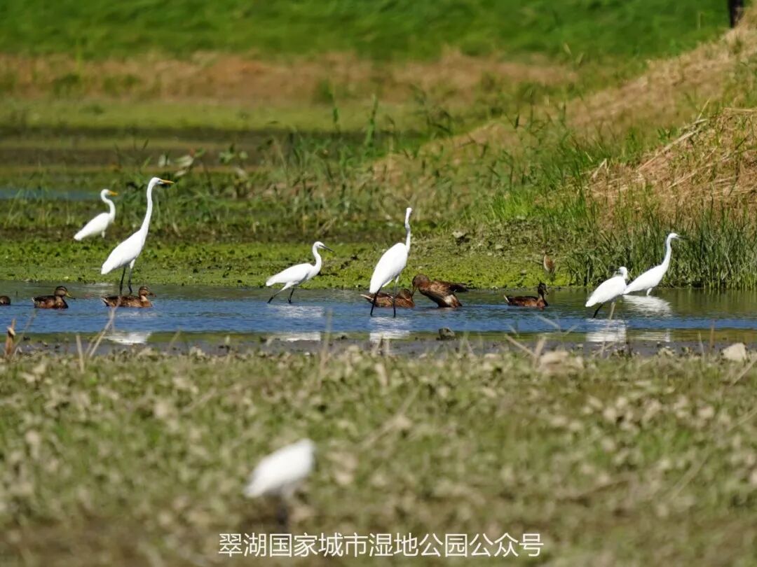十大最具潜力的湿地公园2025年排行榜前十名榜单出炉 十大最具潜力的湿地公园2025年排行榜前十名榜单出炉