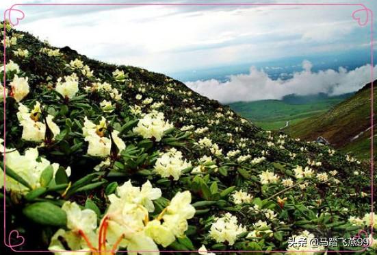 西藏十大赏花胜地2025年排行榜前十名榜单出炉