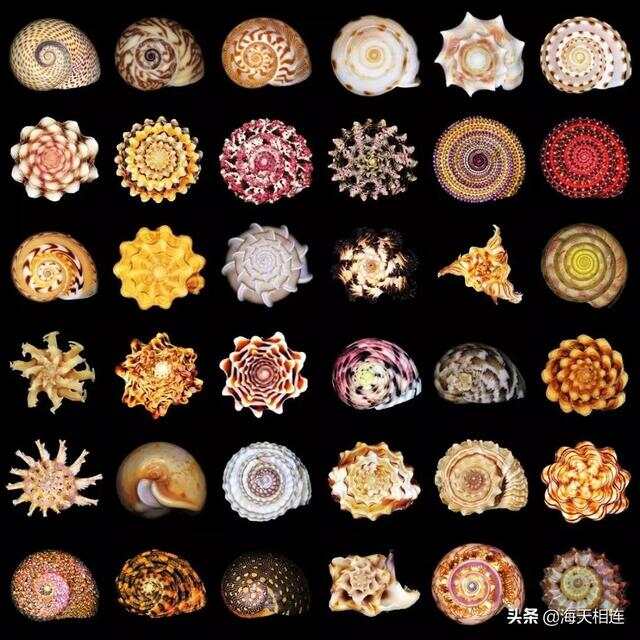 世界十大海螺品种2025年排行榜前十名榜单出炉