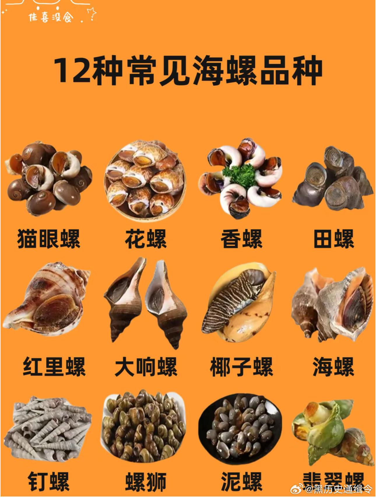 世界十大海螺品种2025年排行榜前十名榜单出炉