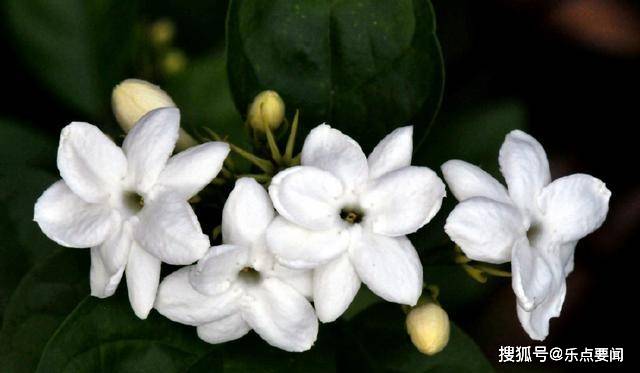 世界十大最香的花2025年排行榜前十名榜单出炉