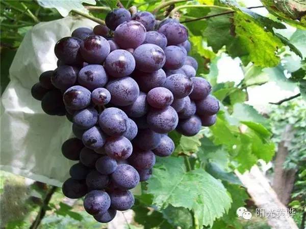 葡萄十大品种2025年排行榜前十名榜单出炉