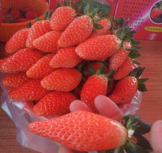 中国草莓十大品种2025年排行榜前十名榜单出炉