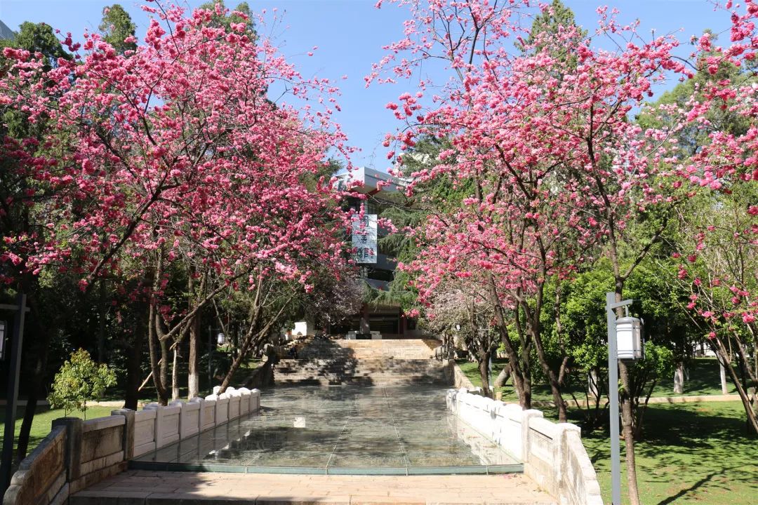 昆明十大赏花胜地2025年排行榜前十名榜单出炉