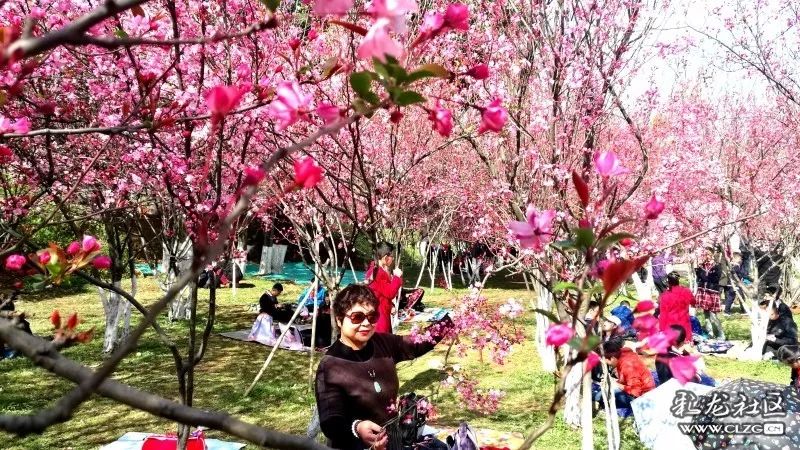 昆明十大赏花胜地2025年排行榜前十名榜单出炉