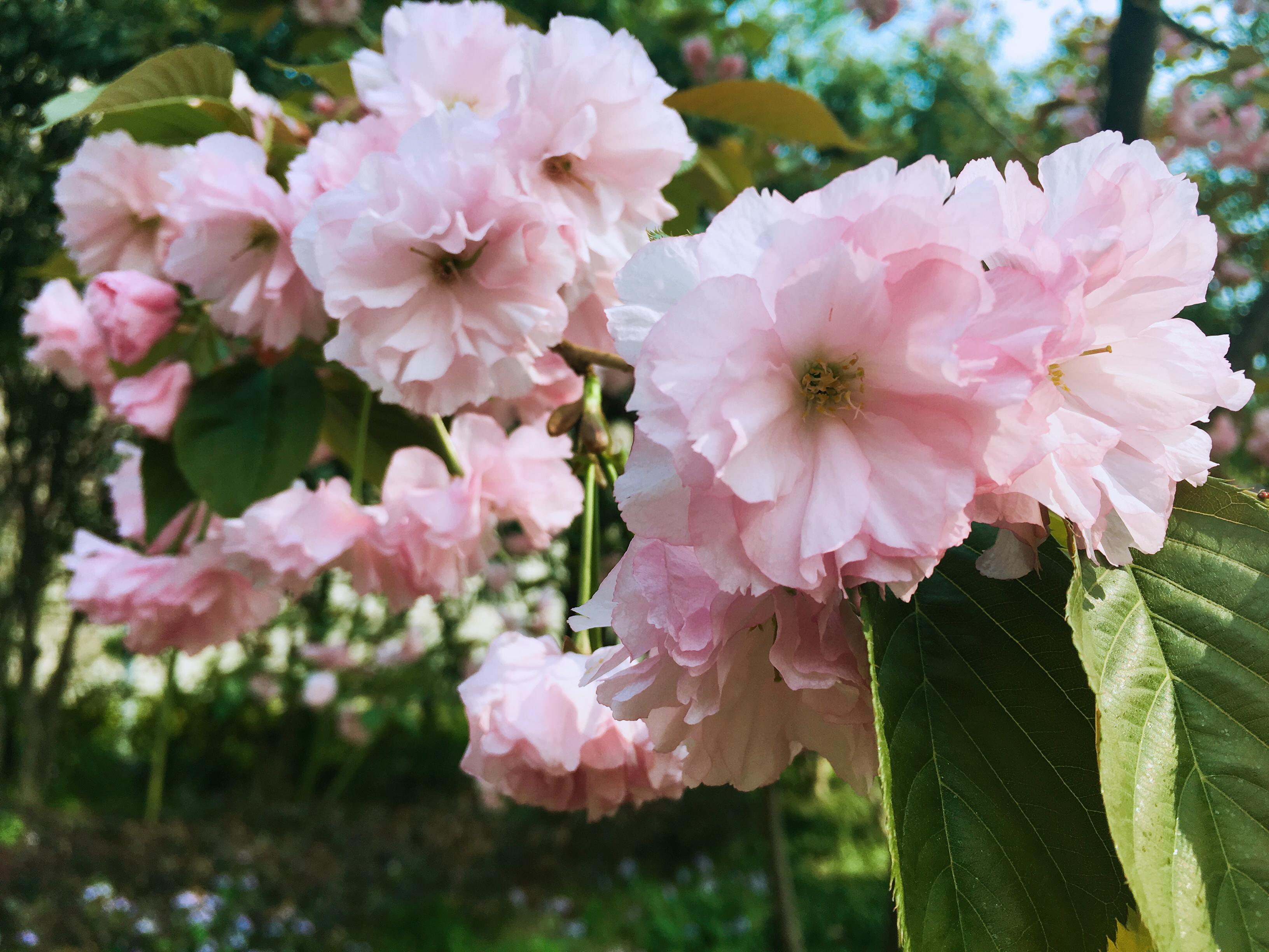 江门十大赏花好去处2025年排行榜前十名榜单出炉