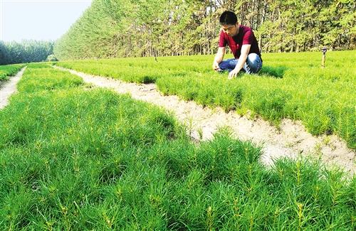 十大最美树种2025年排行榜前十名榜单出炉