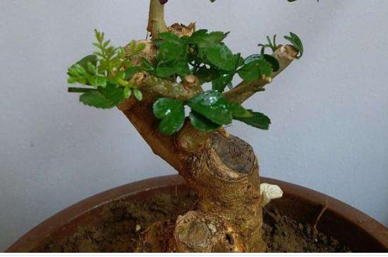 世界十大最耐旱树木2025年排行榜前十名榜单出炉