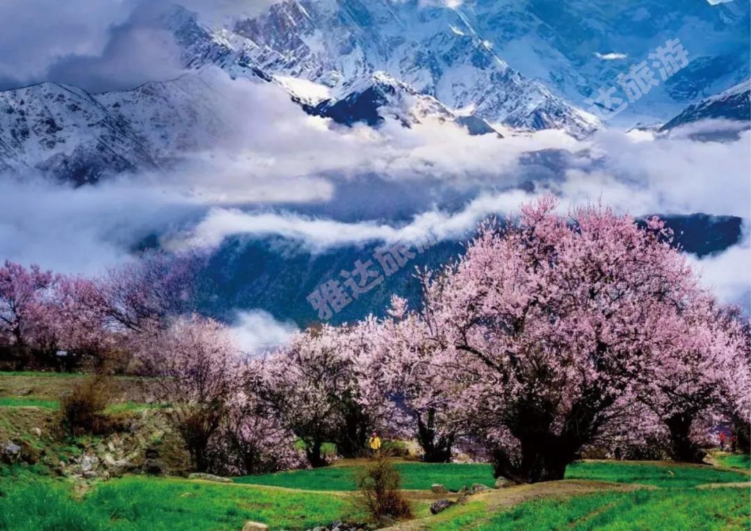 新疆十大赏花胜地2025年排行榜前十名榜单出炉