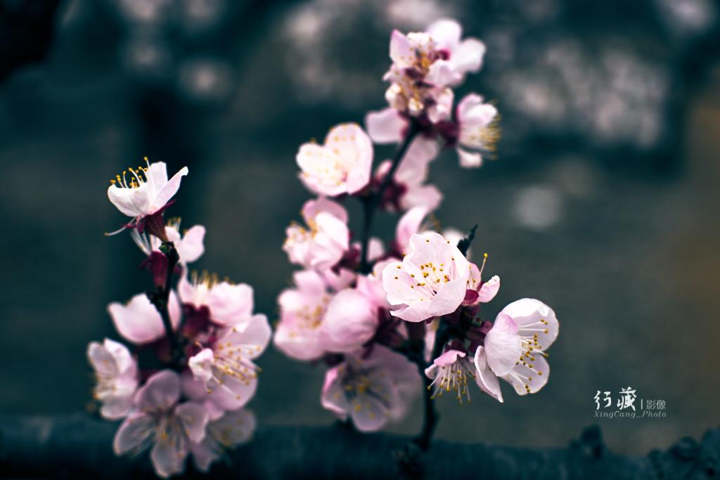 杏子十大品种2025年排行榜前十名榜单出炉