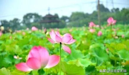 无锡十大适合放飞筝的地方2025年排行榜前十名榜单出炉