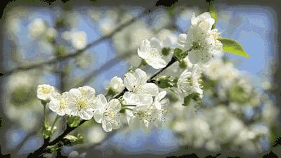 郑州十大赏花胜地2025年排行榜前十名榜单出炉