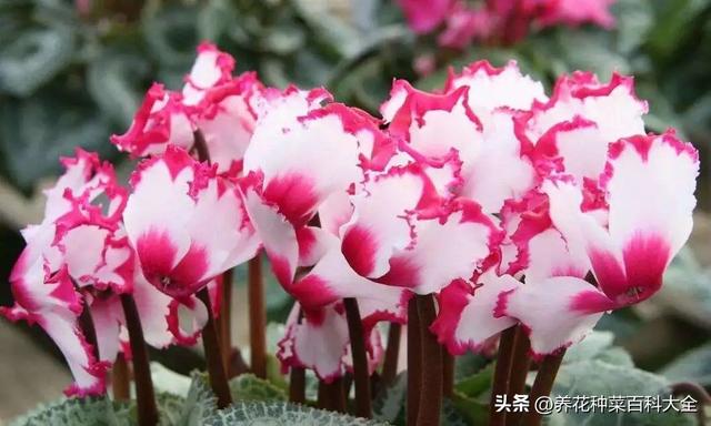 世界十大最容易种养的花2025年排行榜前十名榜单出炉