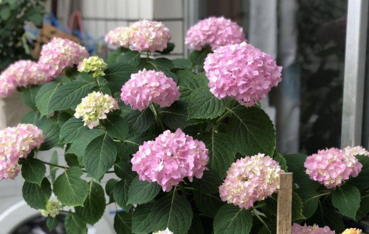 世界十大最容易种养的花2025年排行榜前十名榜单出炉