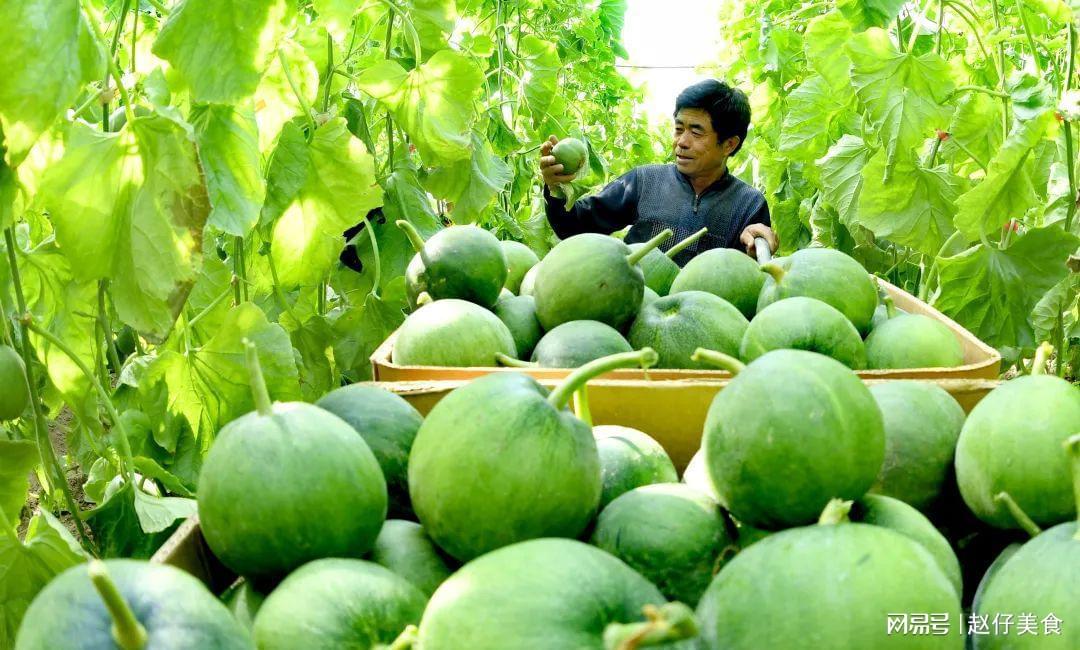 全国十大香瓜产地2026年排行榜前十名榜单出炉 全国十大香瓜产地2026年排行榜前十名榜单出炉