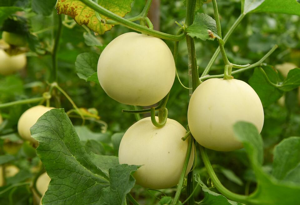 全国十大香瓜产地2026年排行榜前十名榜单出炉