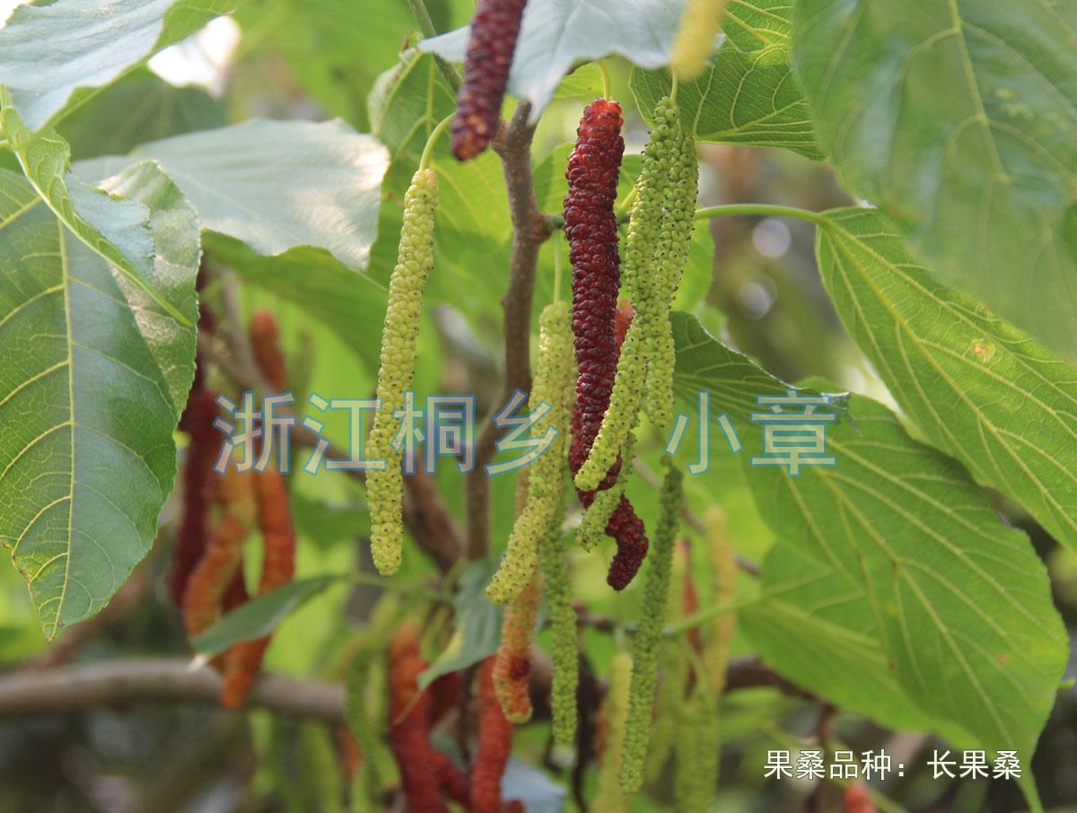 桑葚十大品种2025年排行榜前十名榜单出炉