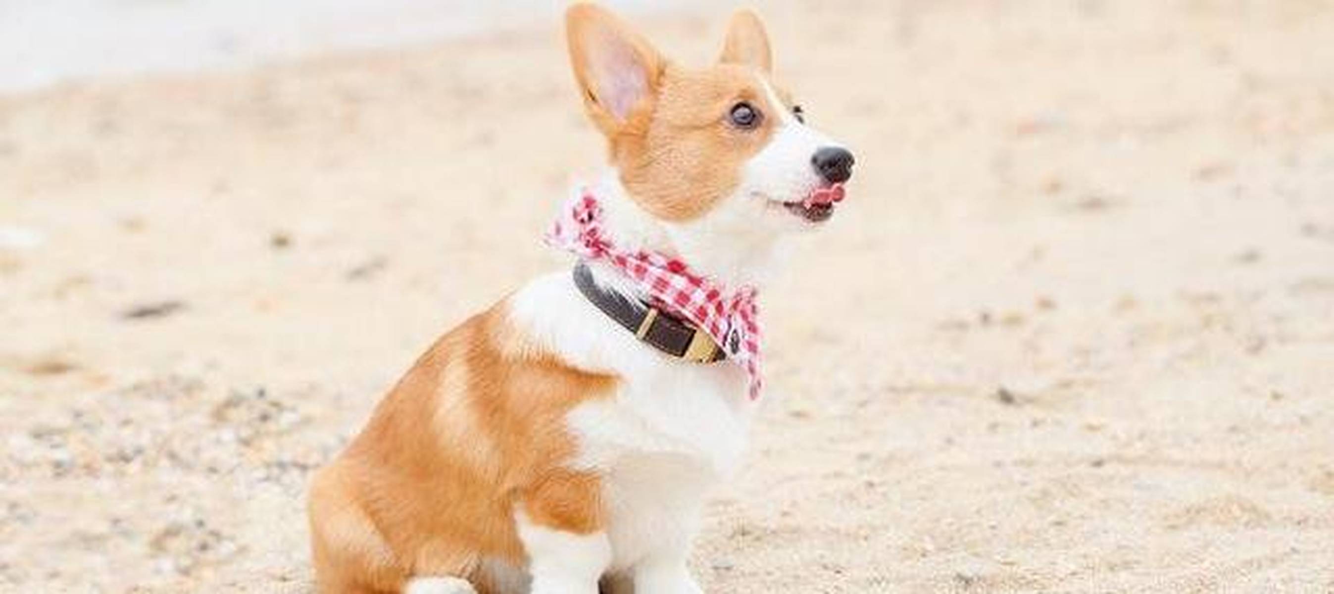 世界十大最干净讲卫生的狗狗2025年排行榜前十名榜单出炉